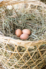 Chicken eggs on a straw in bag