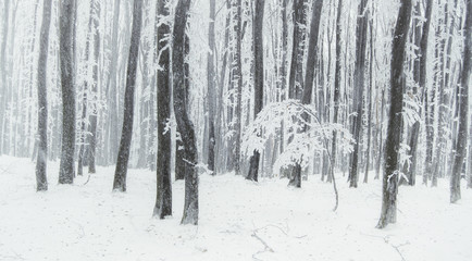 snow fall in forest