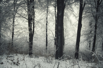edge of the forest in winter