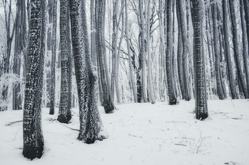 frozen trees in forest in winter