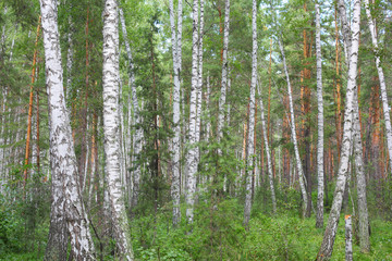 Obraz premium Birch tree forest