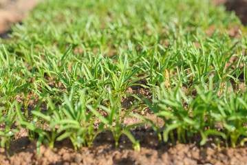 Obraz premium Swamp Morning Glory