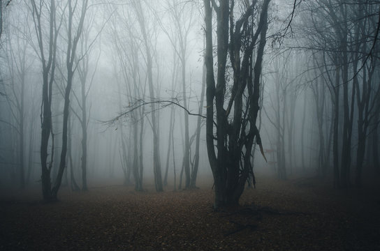 forest with tree in mist