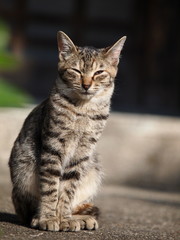 座るキジトラ猫