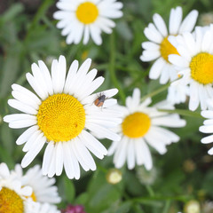Bug on the camomile flower