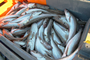 Arrivage du poisson à Saint Guénolé, Finistère, Bretagne