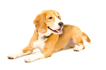 Portrait of a beagle dog