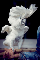 Perroquet cacatoès blanc huppe déployée © PicsArt