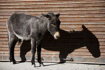 Crédence de cuisine en verre imprimé Âne donkey and shadow Nubra valley Ladakh ,India