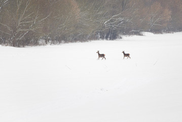 Hinds on snow