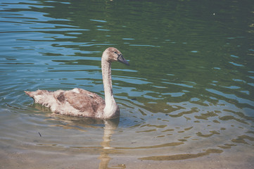 Jeune cygne gris