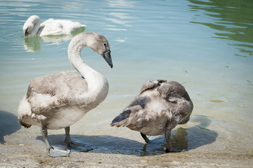 Jeunes cygnes