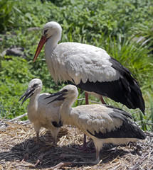 White stork
