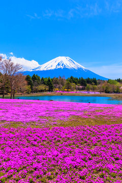 Red moss phlox flowers and Mount Fuji