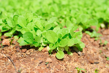 Fresh leafy garden greens