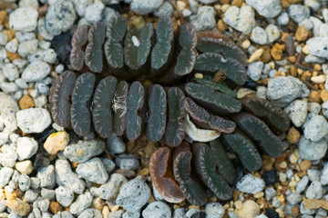 Haworthia truncata, Liliaceae, Southern Africa (Cape)