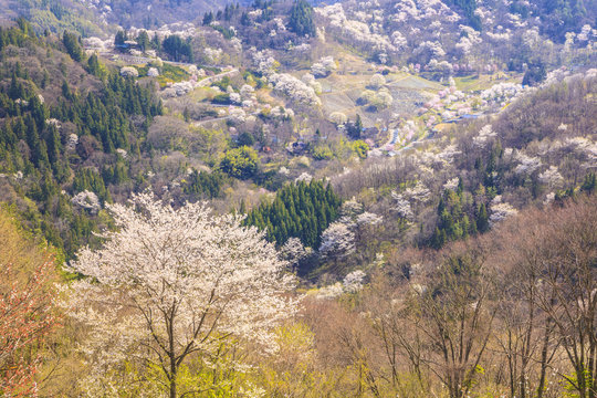 7 Best 陸郷桜仙峡 Images Stock Photos Vectors Adobe Stock