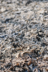 Fire Aftermath
