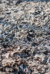 Fire Aftermath