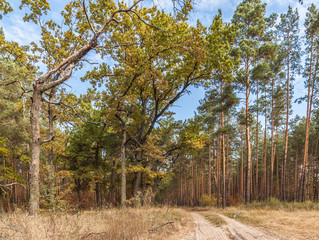 Fototapeta premium Young oak trees with yellow leaves in a pine forest