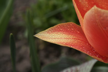 tulpe rot