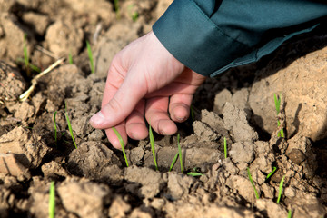 Hand of a farmer checking earth