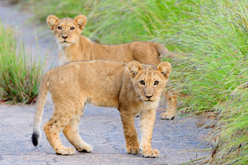 Lion cubs