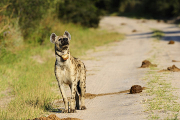 Spotted hyaena with collar