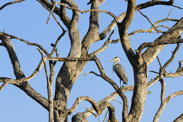 Grey heron in a tree