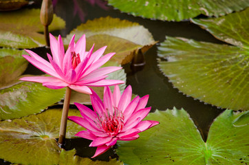 beautiful lotus in pond
