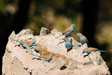 Blue waxbills drinking