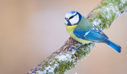 Blue Tit III