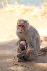 Macaco asiatico 03