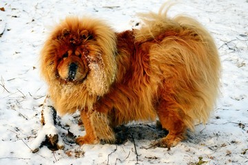 Brown chow chow dog living in the european city