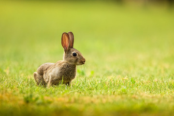 Fototapeta premium lapin garenne
