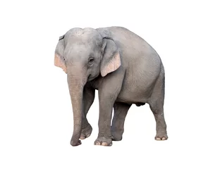 Photo sur Plexiglas Éléphant asia elephant