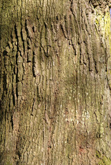oak bark