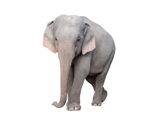 Papier Peint photo Lavable Éléphant éléphant d& 39 asie