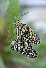 Copulating butterflies