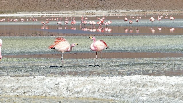 Flamingo laguna courtship Bolivia