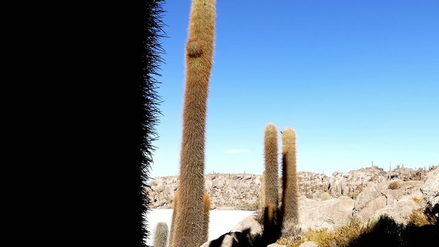 Incahuasi cactus hill Uyuni desert