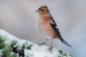 A male chaffinch on a snowy branch