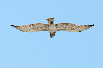 Short-toed eagle (Circaetus gallicus) flying overhead