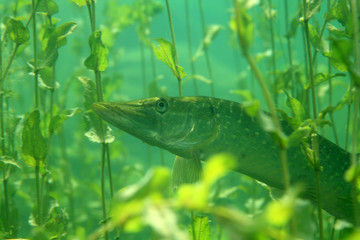Hecht (Esox lucius) zwischen Wasserpflanzen