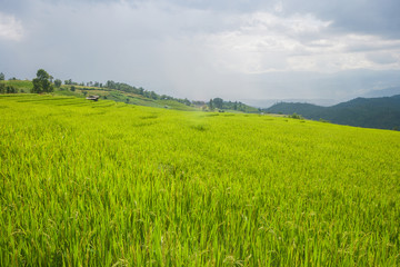 Beautiful green rice field terrace with rain cloud and mountain.