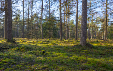 Obraz premium Sunlit moss in a pine forest in winter