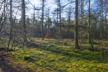 Sunlit moss in a pine forest in winter