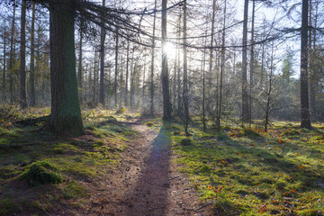 Footpath in a pine forest at sunrise in winter