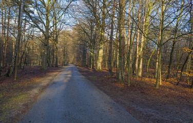 Road in a beech forest in winter