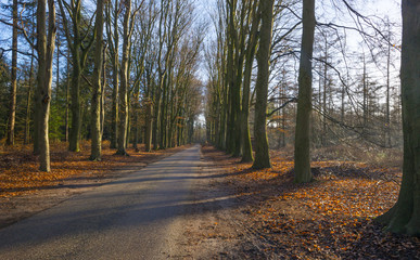Sunrise through a hazy forest in winter